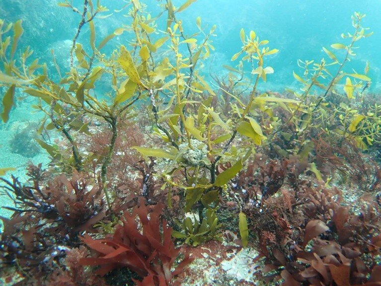 海藻に産卵されたハタハタの卵.jpg